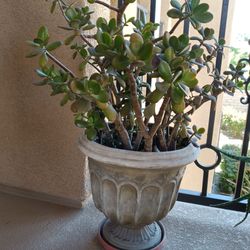 Big Jade Plant With Big Pot
