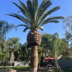 Se Podan Árboles Palmas Estimado Gratis 