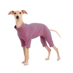 Dog Sweater