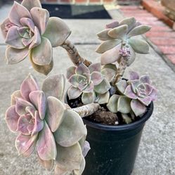 Graptopetalum purple delight in 1 gallon