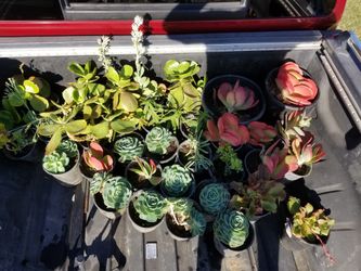 I have 20 succulents. 2.00 a piece. Various types.