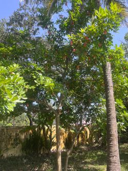 Coconut plants and Ackee  Jamaican fruit