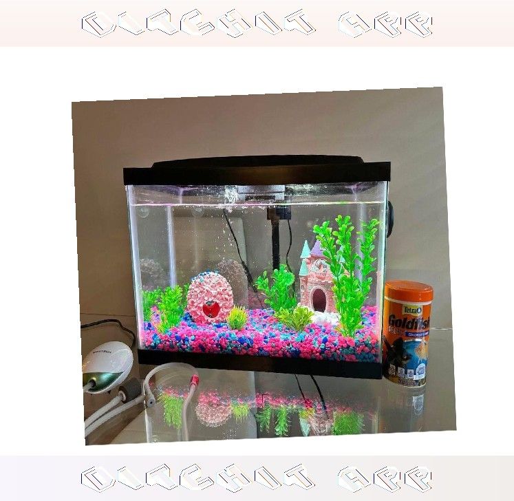 ready may Ready Aquarium Setup - Explore Amazing Water Life