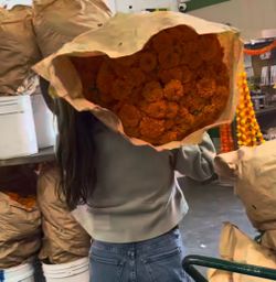 Fresh Marigold Flowers, Flor de muerto