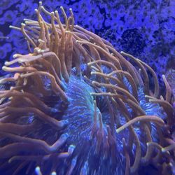 CC CSB Anemones “ Colorado Anemone ” Corals, Frags, Fish, Tanks, Aquariums, Buy, Sell, Trade “ Aquacultured ”