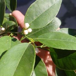 Grafted Dwarf Mexican Lime Trees😃🌿🌿🌿