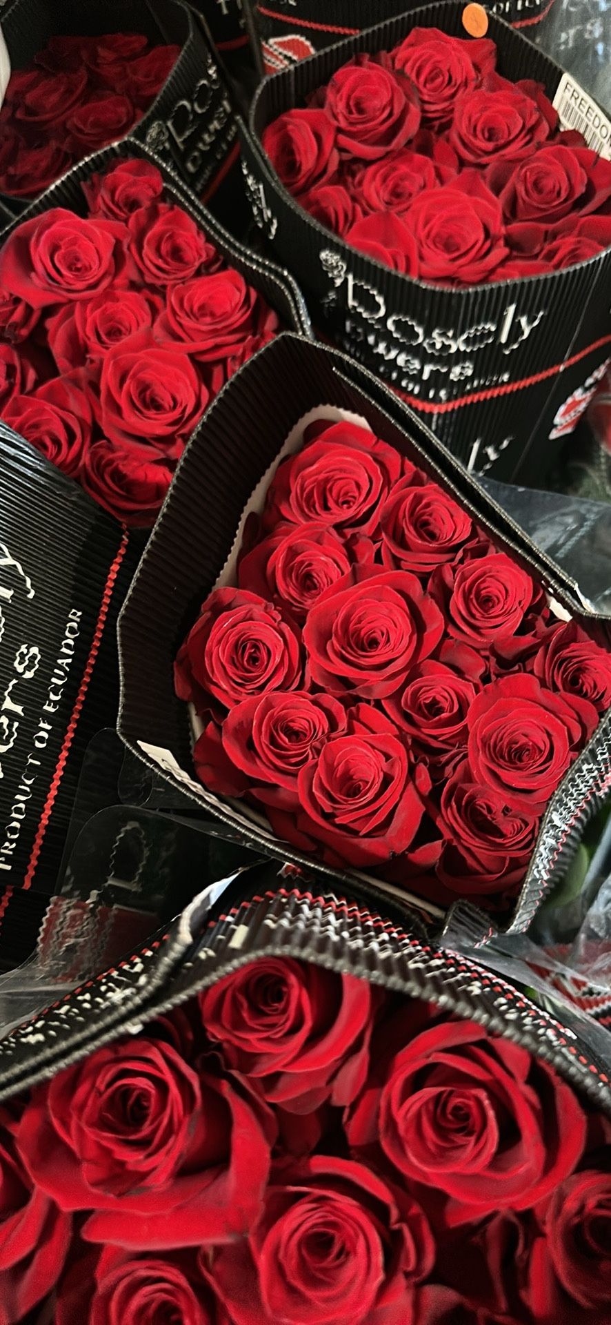 Rosa ecuatoriana