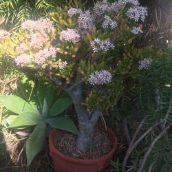 Bonsai Succulent Plant