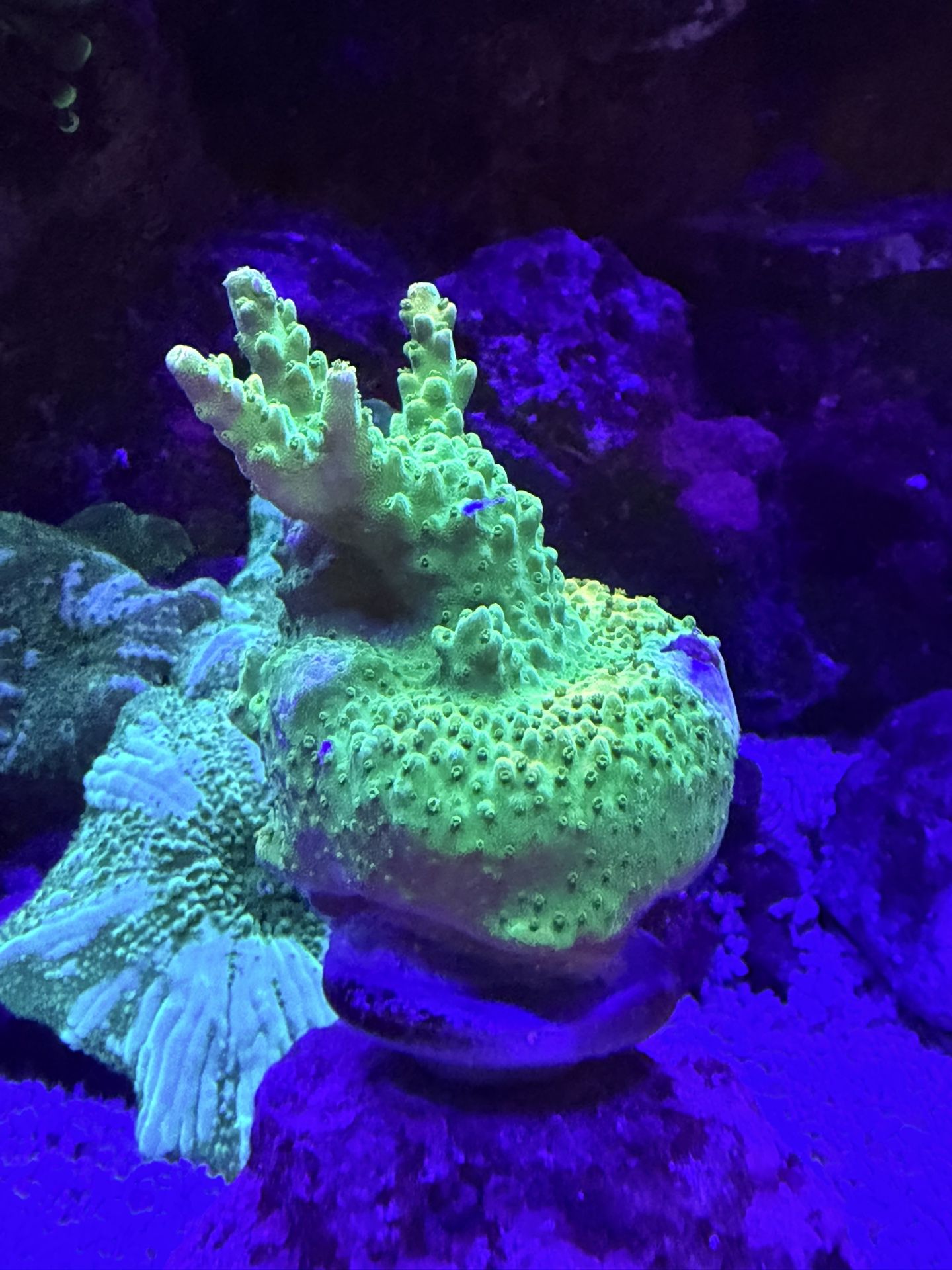 Fake Corals