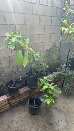 Hush, avocado, tree