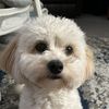 Bailey