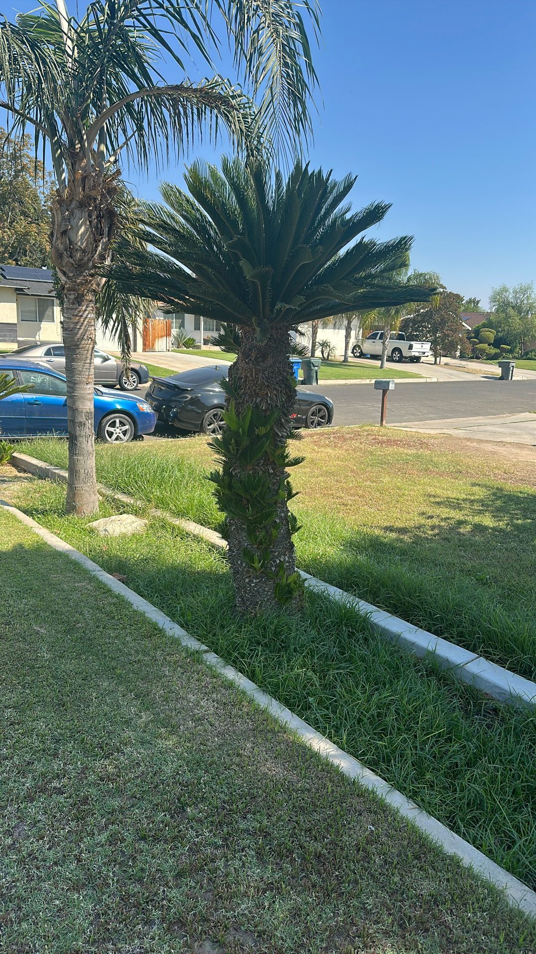 Free Sago Palm
