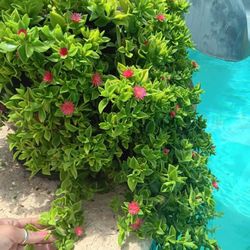 Hearts & Flowers Plant Clippings 