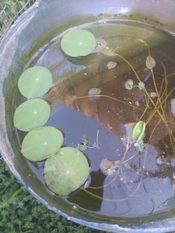 Lotus sprout