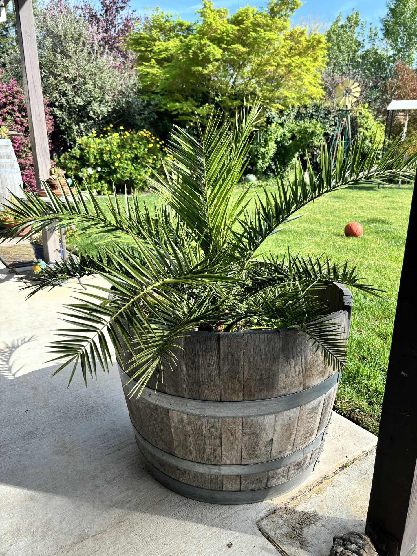 Healthy Palm Tree In Wine Barrel Planter