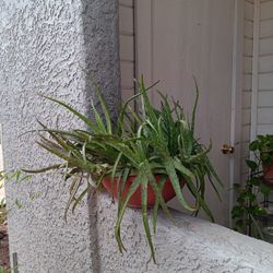 Aloe Vera with Plastic Terra Cotta Pot