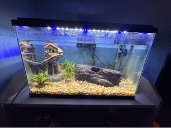 2 fish tanks & LOTS of supplies    |    10 gallon  |   6 gallon