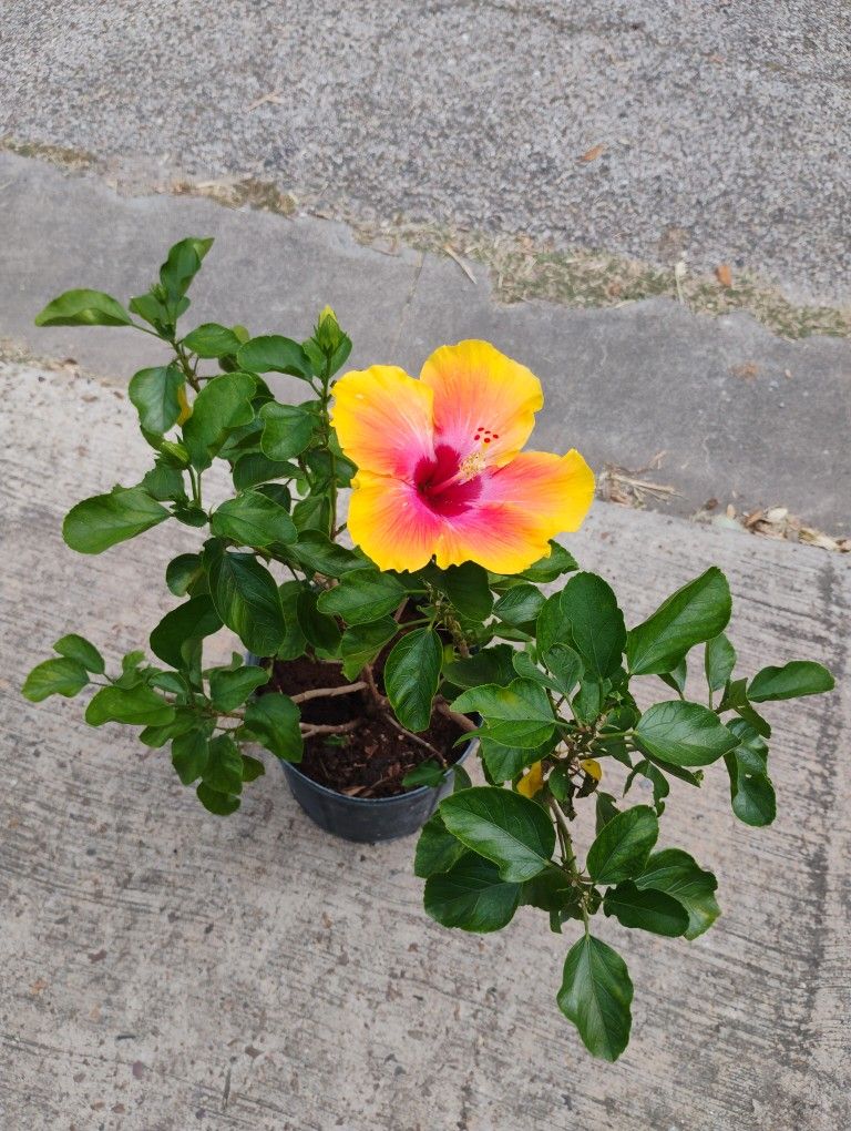 Hibiscus 🌺 Plant 