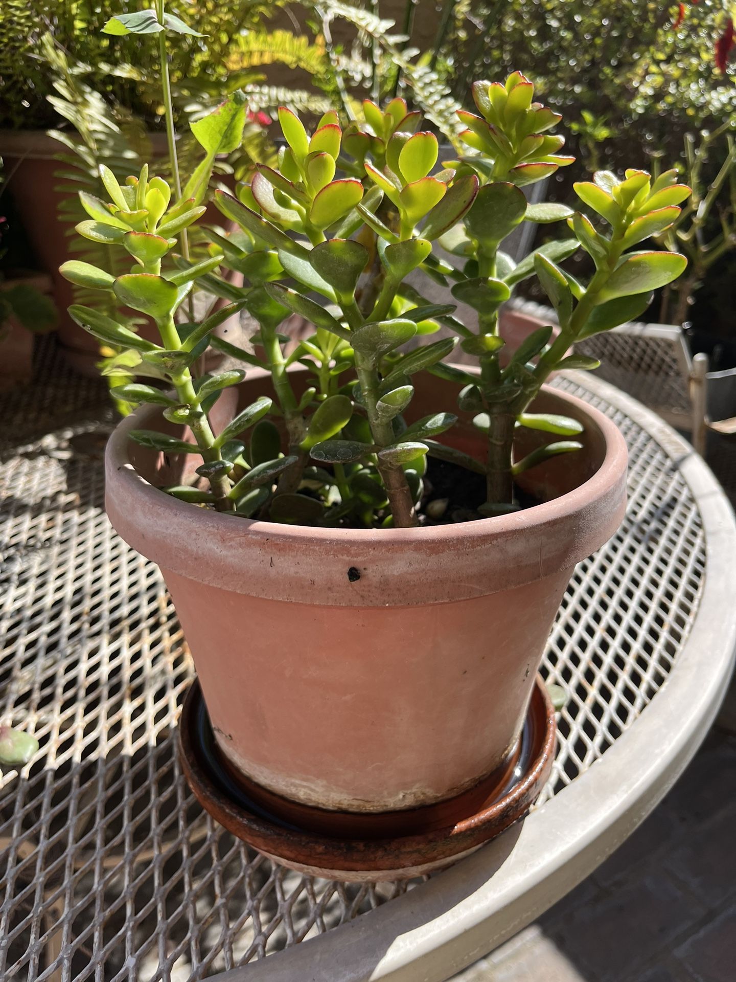 Succulent Plant With Pot 