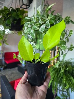 Neon pothos