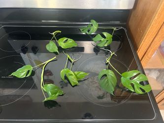 Mini Monstera Cuttings