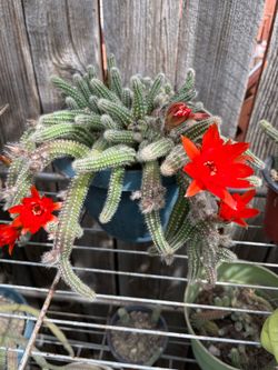 Bonitas Plantas Naturales a Buen Presio