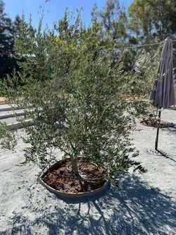 Olive tree 36” box
