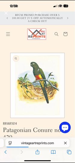 Patagonian conure decorations