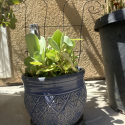 Beautiful Potted Succulant 