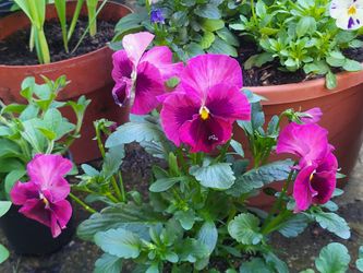 Mauve And Purple Bicolor Ruffled  Pansy Flower Plants!