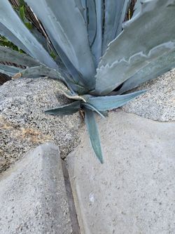 Blue agaves