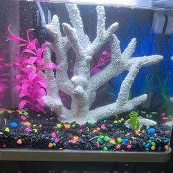 Fish Tank 