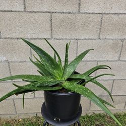 Big Aloe Vera Plant