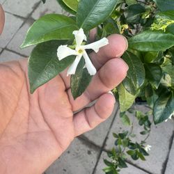 White Jasmine