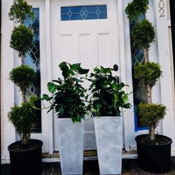 $69 Each Beautiful Pothos 