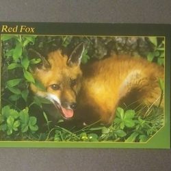 Red Fox Wildlife Portraits Michigan Penrod Hiawatha Unused Vintage Collectible Postcard Post Card RPPC PC
