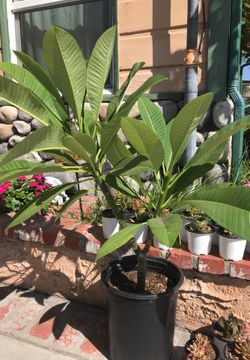 Plumeria