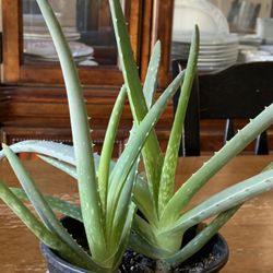 Aloe Plant