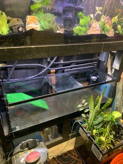 50 Gallon Tank for Turtles or Fish
