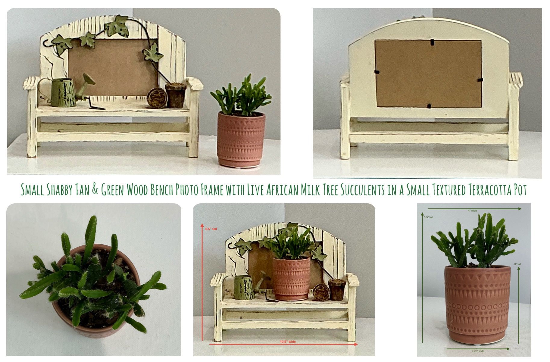 Small Shabby Tan & Green Wood Bench Photo Frame w African Milk Tree Succulents in Terracotta Pot