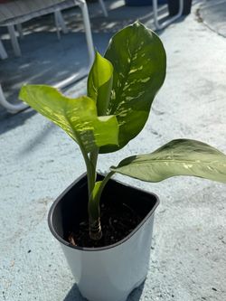 Free Dieffenbachia