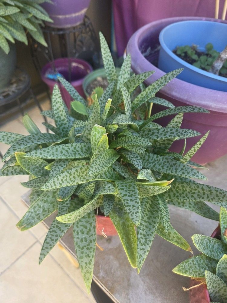 Plant