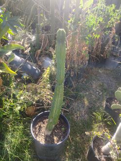 Rooted San Pedro cactus plant