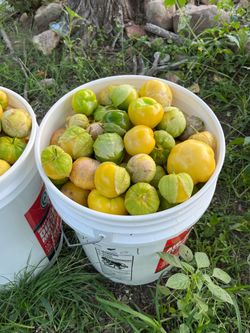Tomatillo Amarillo