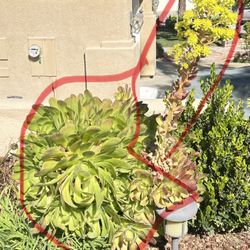 Large Succulent Plant 