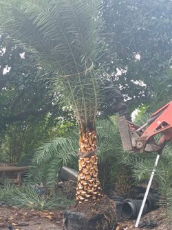 Sylvester Palm 5'ft trunk🌴 Diamond cut included
