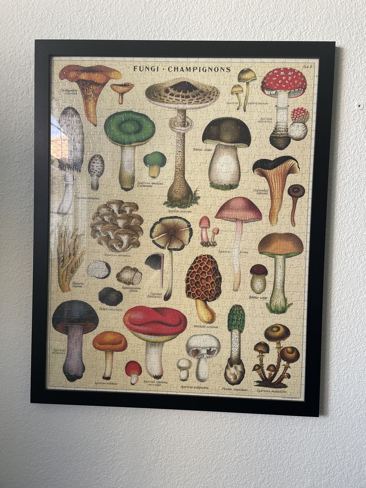 Mushroom Puzzle