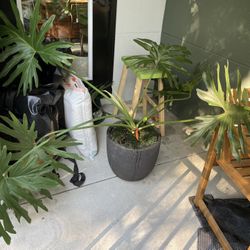 Tree philodendron in large pot