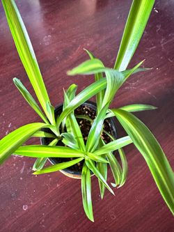 Variegated Hawaiian Spider Plant in 4” Pot
