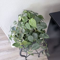 Heart-Leaf Philodendron